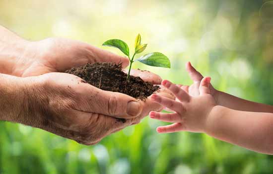 Hand holding a plant